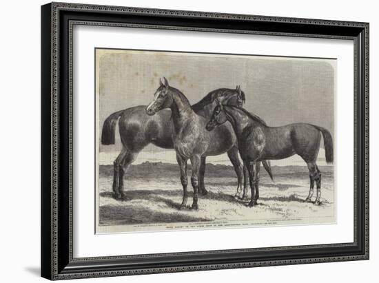 Prize Horses at the Horse Show in the Agricultural Hall, Islington-Harrison William Weir-Framed Giclee Print