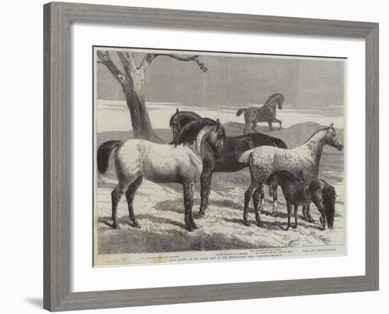 Prize Horses at the Horse Show in the Agricultural Hall, Islington-Harrison William Weir-Framed Giclee Print