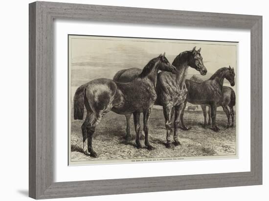 Prize Horses at the Horse Show in the Agricultural Hall, Islington-Harrison William Weir-Framed Giclee Print