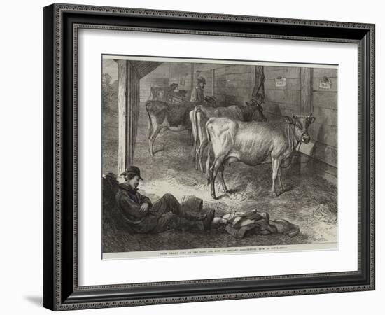 Prize Jersey Cows at the Bath and West of England Agricultural Show at Southampton-George Bouverie Goddard-Framed Giclee Print