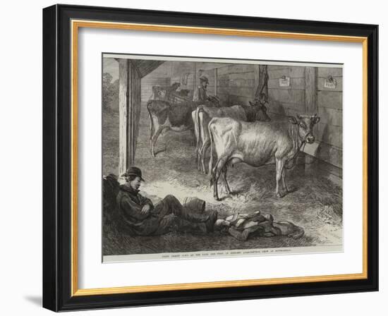 Prize Jersey Cows at the Bath and West of England Agricultural Show at Southampton-George Bouverie Goddard-Framed Giclee Print