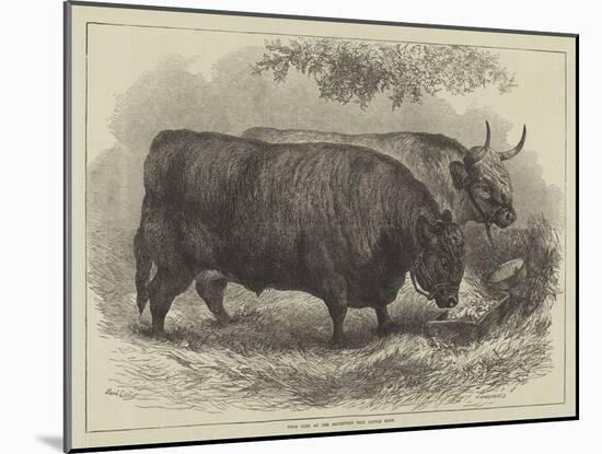 Prize Oxen at the Smithfield Club Cattle Show-Samuel John Carter-Mounted Giclee Print