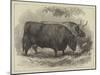 Prize Oxen at the Smithfield Club Cattle Show-Samuel John Carter-Mounted Giclee Print