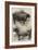 Prize Oxen at the Smithfield Club Cattle Show-Harrison William Weir-Framed Giclee Print