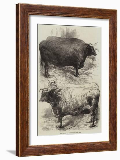 Prize Oxen at the Smithfield Club Cattle Show-Harrison William Weir-Framed Giclee Print