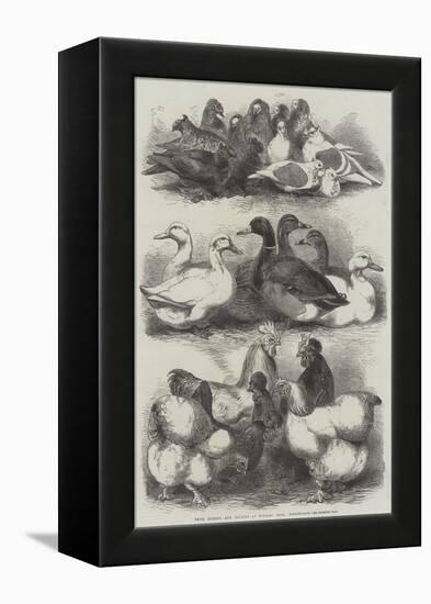 Prize Pigeons and Poultry at Bingley Hall, Birmingham-Harrison William Weir-Framed Premier Image Canvas