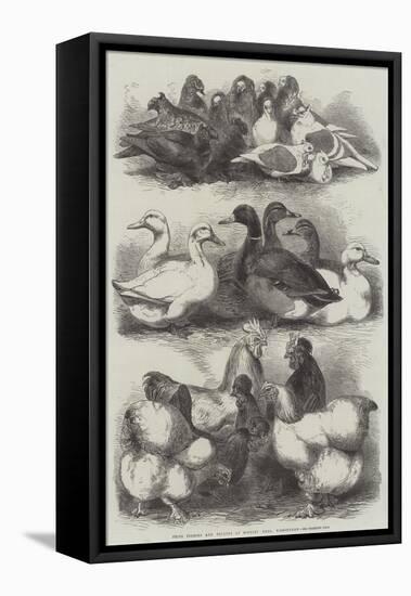 Prize Pigeons and Poultry at Bingley Hall, Birmingham-Harrison William Weir-Framed Premier Image Canvas
