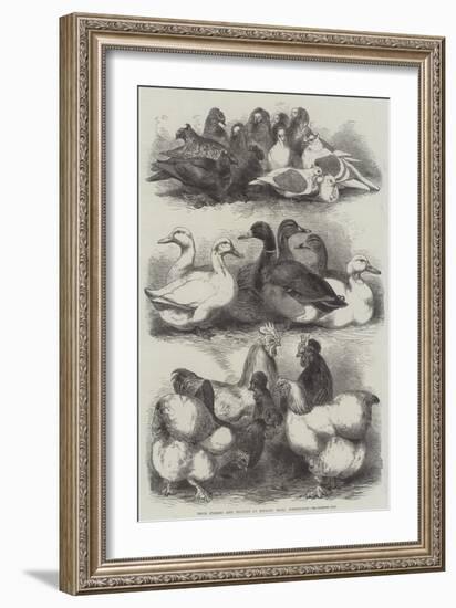 Prize Pigeons and Poultry at Bingley Hall, Birmingham-Harrison William Weir-Framed Giclee Print