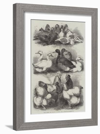 Prize Pigeons and Poultry at Bingley Hall, Birmingham-Harrison William Weir-Framed Giclee Print