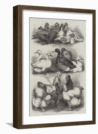 Prize Pigeons and Poultry at Bingley Hall, Birmingham-Harrison William Weir-Framed Giclee Print