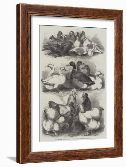 Prize Pigeons and Poultry at Bingley Hall, Birmingham-Harrison William Weir-Framed Giclee Print