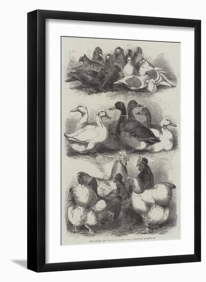 Prize Pigeons and Poultry at Bingley Hall, Birmingham-Harrison William Weir-Framed Giclee Print