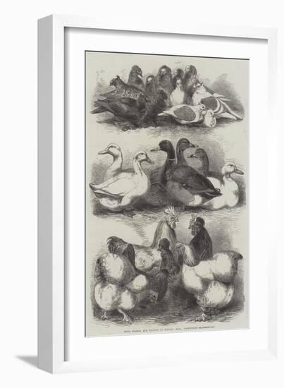 Prize Pigeons and Poultry at Bingley Hall, Birmingham-Harrison William Weir-Framed Giclee Print