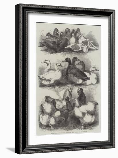 Prize Pigeons and Poultry at Bingley Hall, Birmingham-Harrison William Weir-Framed Giclee Print