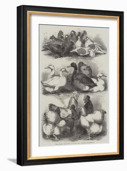 Prize Pigeons and Poultry at Bingley Hall, Birmingham-Harrison William Weir-Framed Giclee Print