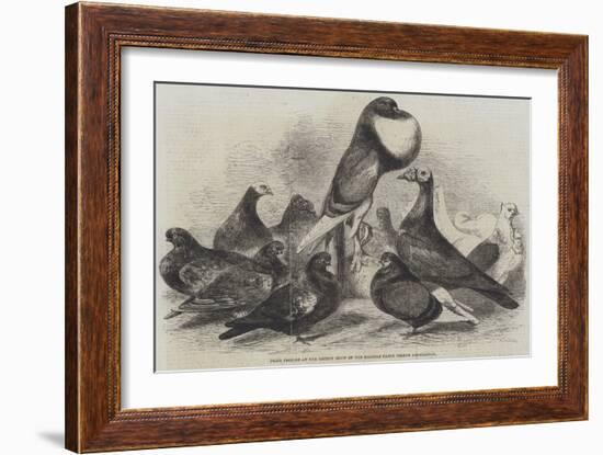 Prize Pigeons at the Recent Show of the Halifax Fancy Pigeon Association-Harrison William Weir-Framed Giclee Print