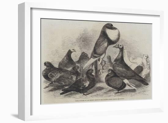 Prize Pigeons at the Recent Show of the Halifax Fancy Pigeon Association-Harrison William Weir-Framed Giclee Print