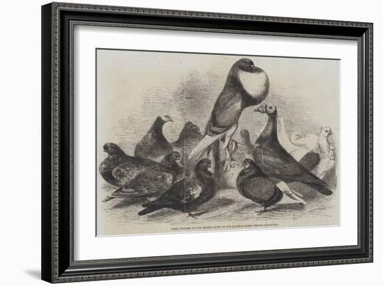 Prize Pigeons at the Recent Show of the Halifax Fancy Pigeon Association-Harrison William Weir-Framed Giclee Print