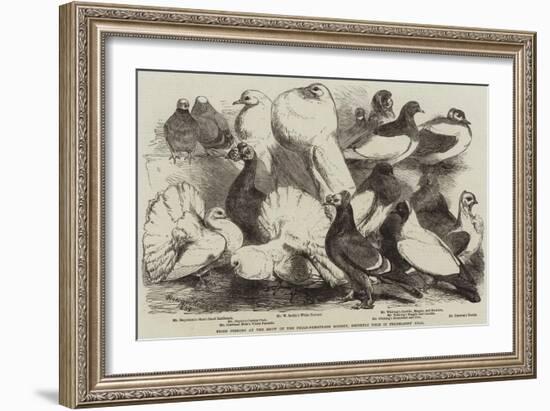 Prize Pigeons at the Show of the Philo-Peristeron Society, Recently Held in Freemasons' Hall-Harrison William Weir-Framed Giclee Print