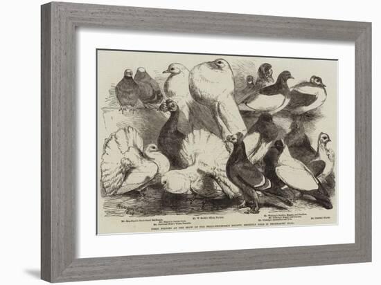 Prize Pigeons at the Show of the Philo-Peristeron Society, Recently Held in Freemasons' Hall-Harrison William Weir-Framed Giclee Print