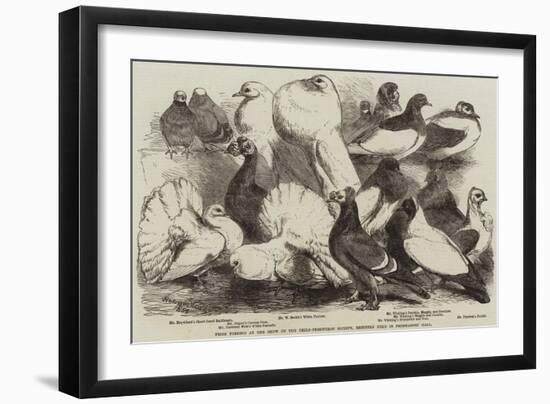 Prize Pigeons at the Show of the Philo-Peristeron Society, Recently Held in Freemasons' Hall-Harrison William Weir-Framed Giclee Print