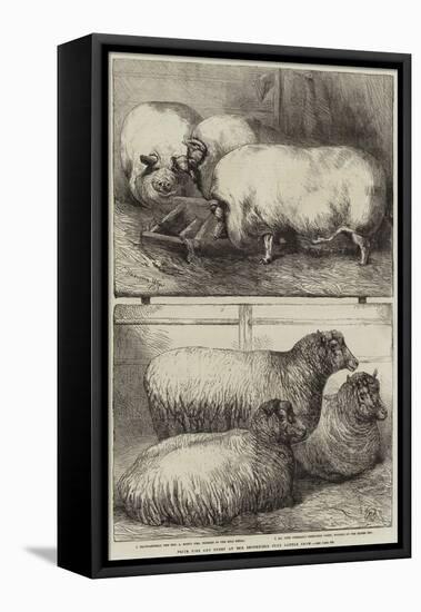 Prize Pigs and Sheep at the Smithfield Club Cattle Show-Harrison William Weir-Framed Premier Image Canvas