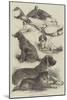 Prize Poultry and Dogs at the Birmingham Show-Harrison William Weir-Mounted Giclee Print