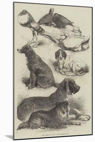 Prize Poultry and Dogs at the Birmingham Show-Harrison William Weir-Mounted Giclee Print