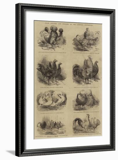 Prize Poultry and Pigeons, at the Anerley Exhibition-null-Framed Giclee Print