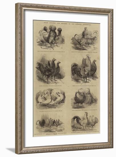 Prize Poultry and Pigeons, at the Anerley Exhibition-null-Framed Giclee Print