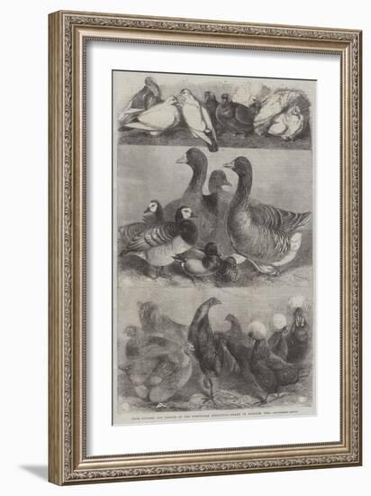 Prize Poultry and Pigeons at the Birmingham Exhibition-Harrison William Weir-Framed Giclee Print