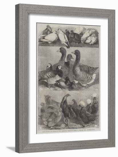 Prize Poultry and Pigeons at the Birmingham Exhibition-Harrison William Weir-Framed Giclee Print