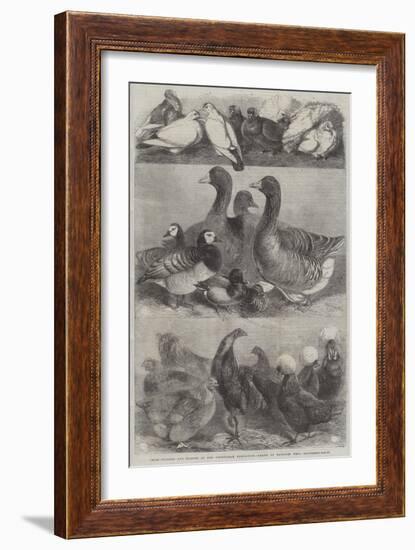 Prize Poultry and Pigeons at the Birmingham Exhibition-Harrison William Weir-Framed Giclee Print