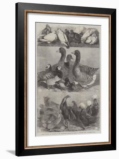 Prize Poultry and Pigeons at the Birmingham Exhibition-Harrison William Weir-Framed Giclee Print