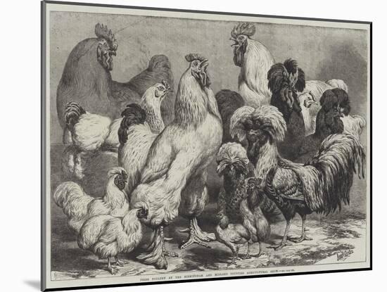 Prize Poultry at the Birmingham and Midland Counties Agricultural Show-Samuel John Carter-Mounted Giclee Print