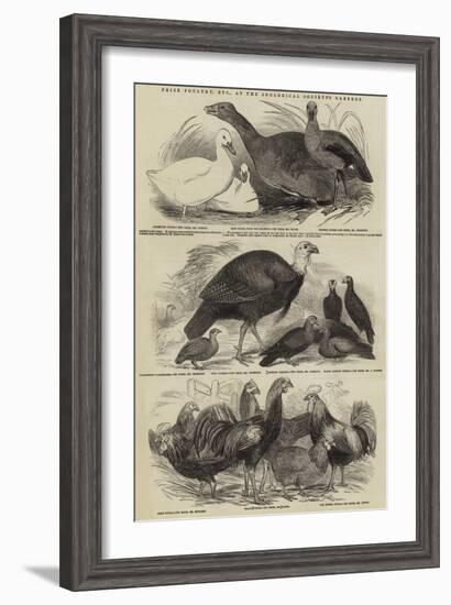 Prize Poultry, Etc, at the Zoological Society's Gardens-null-Framed Giclee Print