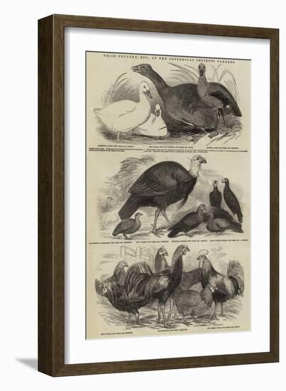 Prize Poultry, Etc, at the Zoological Society's Gardens-null-Framed Giclee Print