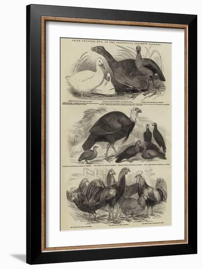 Prize Poultry, Etc, at the Zoological Society's Gardens-null-Framed Giclee Print