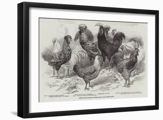 Prize Poultry, from the Winter Show, at St George'S-Road-null-Framed Giclee Print