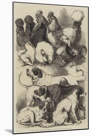 Prize Poultry, Pigeons, and Dogs at the Birmingham Show-Harrison William Weir-Mounted Giclee Print