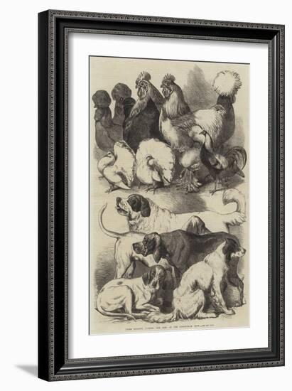 Prize Poultry, Pigeons, and Dogs at the Birmingham Show-Harrison William Weir-Framed Giclee Print