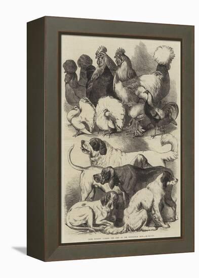 Prize Poultry, Pigeons, and Dogs at the Birmingham Show-Harrison William Weir-Framed Premier Image Canvas