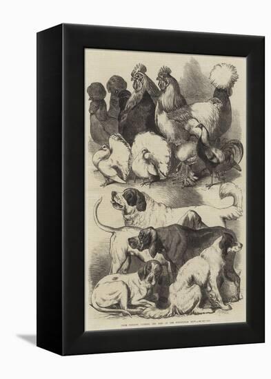 Prize Poultry, Pigeons, and Dogs at the Birmingham Show-Harrison William Weir-Framed Premier Image Canvas