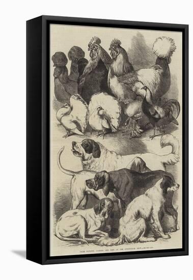 Prize Poultry, Pigeons, and Dogs at the Birmingham Show-Harrison William Weir-Framed Premier Image Canvas