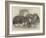 Prize Rabbits at the Rochester and Chatham Show-Harrison William Weir-Framed Giclee Print