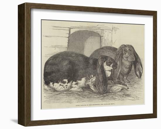 Prize Rabbits at the Rochester and Chatham Show-Harrison William Weir-Framed Giclee Print