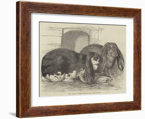 Prize Rabbits at the Rochester and Chatham Show-Harrison William Weir-Framed Giclee Print