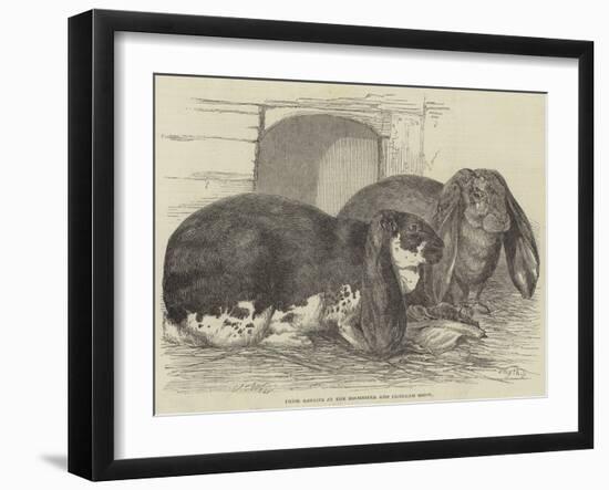 Prize Rabbits at the Rochester and Chatham Show-Harrison William Weir-Framed Giclee Print