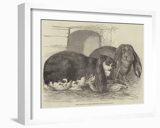 Prize Rabbits at the Rochester and Chatham Show-Harrison William Weir-Framed Giclee Print