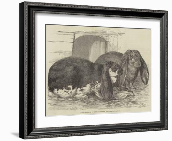 Prize Rabbits at the Rochester and Chatham Show-Harrison William Weir-Framed Giclee Print